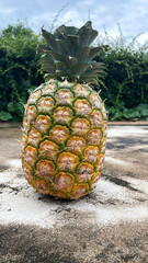 Ripe pineapple isolated on concrete floor, Tropical fruit.