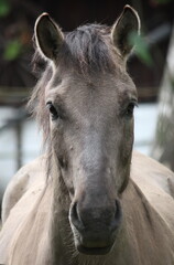 Portrait von einem Pferd "Pony"