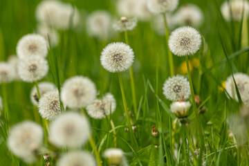 Meadow with heads of seeds of dandelion with blurry foreground and background