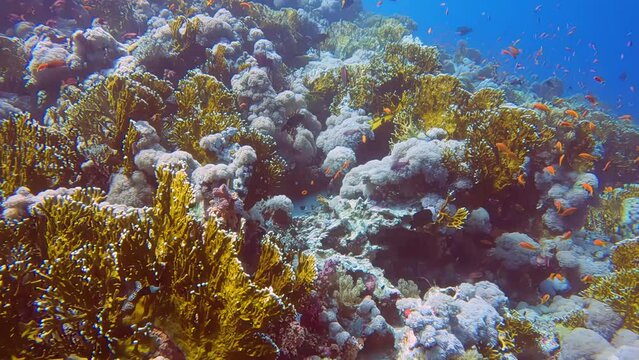 4k video footage of Fire Coral (Millepora) in the Red Sea, Egypt