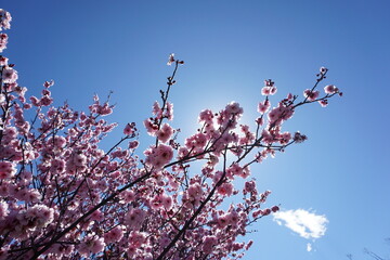 Cherry Blossoms in Spring