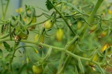 Ripening tomatoes close-up. Tomato plant in greenhouse. Organic food agriculture concept. Green small tomatoes for publication, poster, screensaver, wallpaper, postcard, banner, cover, post