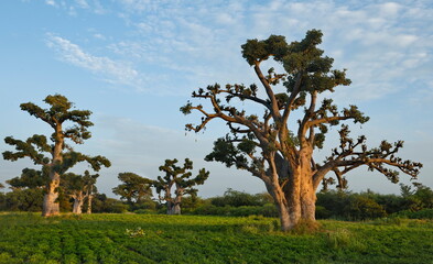 West Africa. Senegal. A picturesque panorama with lonely huge baobabs on a peanut field in the rays of the setting sun.