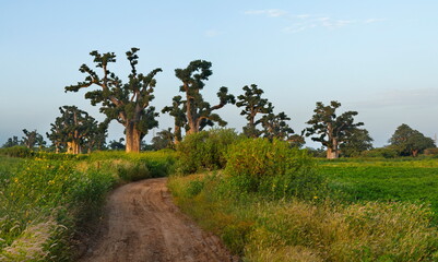 Fototapeta na wymiar West Africa. Senegal. A picturesque panorama with lonely huge baobabs on a peanut field in the rays of the setting sun.