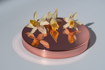 A dried narcissus flower on a beige background.