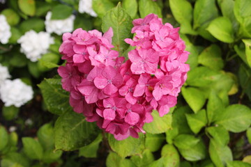 梅雨の時期　鮮やかな紫陽花
