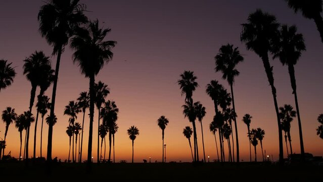 Orange and purple sky, silhouettes of palm trees on beach at sunset, California coast, USA. Beachfront park at sundown in San Diego, Mission beach. People walking and birds flying in evening twilight.