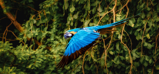 portrait of a blue-and-yellow macaw © TaliZorah