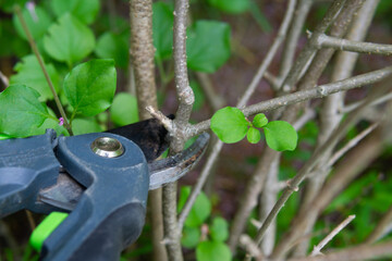 pruning shears, gardening, lilac after flowering 