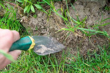 digging up, transplanting plants in the home garden