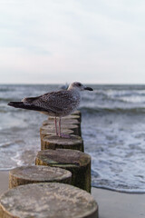 grey gull resting on the seaside breakwater in the background of the sea