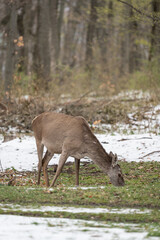 Deer standing in a forest