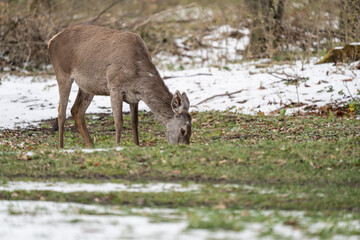 Deer standing in a forest