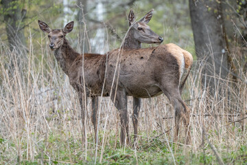 Deers standing in a forest