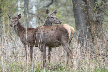Naklejka na ściany i meble Deers standing in a forest
