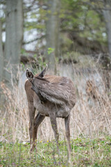 Deers standing in a forest
