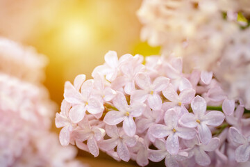 lilac flowers in the spring warm day. Beautiful nature scene with blooming tree and sun flare. Spring flowers. Springtime