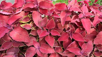 Natural background of Coleus plant foliage with abstract texture of bright red flowers