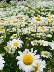 Fototapeta premium field of Shasta daisy 