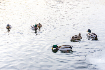 Wild ducks swim in the river in harsh winter.
