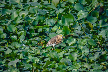 The Indian pond heron or paddybird is a small heron. It is of Old World origins, breeding in southern Iran and east to the Indian subcontinent, Burma, and Sri Lanka.