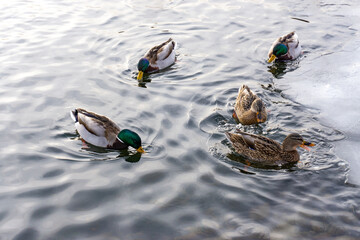 Wild ducks swim in the river in harsh winter.