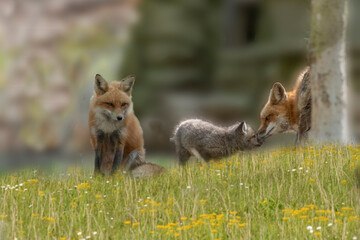 Red fox family outside den
