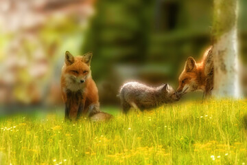 Red fox family outside den