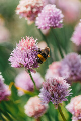 bumblebee on pink chive flowers