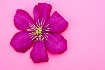 Flowering Pink Clematis hybrida . flowers on a pink background. Beautiful purple flowering .Clematis. A large clematis flower with yellow finger-like stamens.