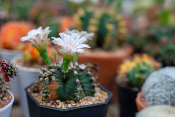 Cactus in a pot. Cactus care after planting. Ornamental plants inside the building.