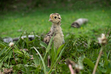 Naklejka na ściany i meble Ring-necked Pheasant chicks in the grass