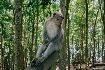 Sacred Monkey Forest Sanctuary in Ubud