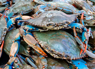blue crab at the fish market, fishmonger - obrazy, fototapety, plakaty