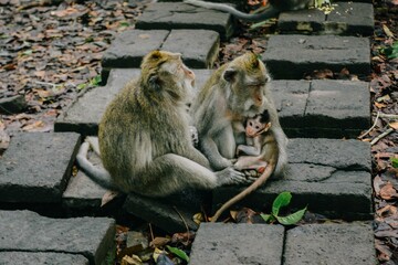 Sacred Monkey Forest Sanctuary in Ubud