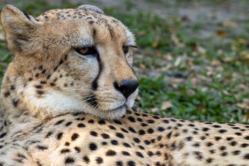 Leopard headshot close up lying on soft green grass with leopard pattern spots clearly visible, Cheetah lieing
