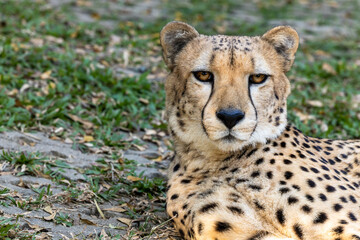 Naklejka na ściany i meble Leopard headshot close up lying on soft green grass with leopard pattern spots clearly visible, Cheetah lieing