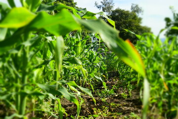 green grass and blue sky