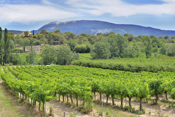 field of grape vine in summer growing  in Vaucluse in france - obrazy, fototapety, plakaty