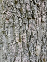Oak tree trunk in Gerecse mountains in Hungary