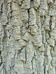 Oak tree trunk in Gerecse mountains in Hungary