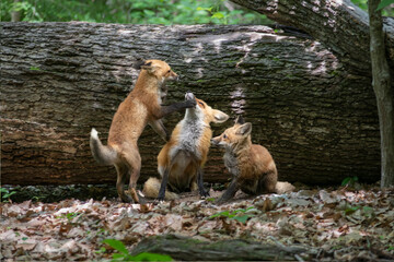 Red fox kit playing with dmale red fox