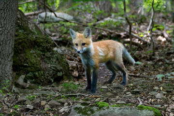 Fototapeta premium Red fox kit out in the woods