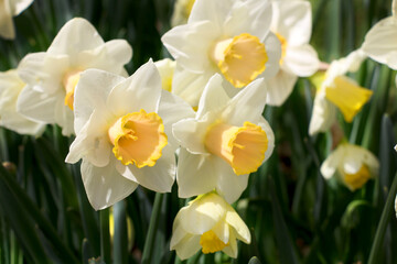 Istanbul tulip: Tulip (Tulipa), common name of bulbous, perennial plant species grown as ornamental plants, forming the genus Tulipa from the lily family, colorful tulips, selective focus