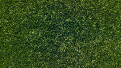 Aerial top view fresh green grass or lawn For football and soccer fields or golf courses or grassland. For use to make background or wallpaper garden or turf. The fresh field for a ground
