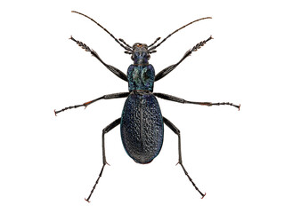 The blue ground beetle, Carabus intricatus, isolated on white background, top view