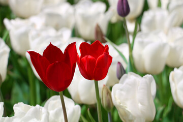 Istanbul tulip: Tulip (Tulipa), common name of bulbous, perennial plant species grown as ornamental plants, forming the genus Tulipa from the lily family, colorful tulips