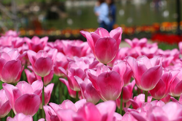 Istanbul tulip: Tulip (Tulipa), common name of bulbous, perennial plant species grown as ornamental plants, forming the genus Tulipa from the lily family, colorful tulips