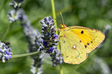 papillon souci