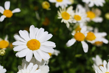 Obraz na płótnie Canvas The daisy flower with its white petals is the most striking beautiful flower of spring